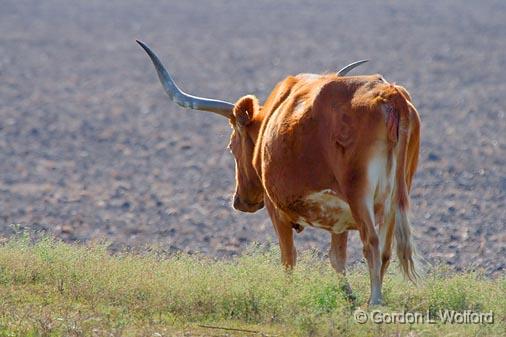 Longhorn Heading Home_36265.jpg - Photographed along the Gulf coast near Port Lavaca, Texas, USA.